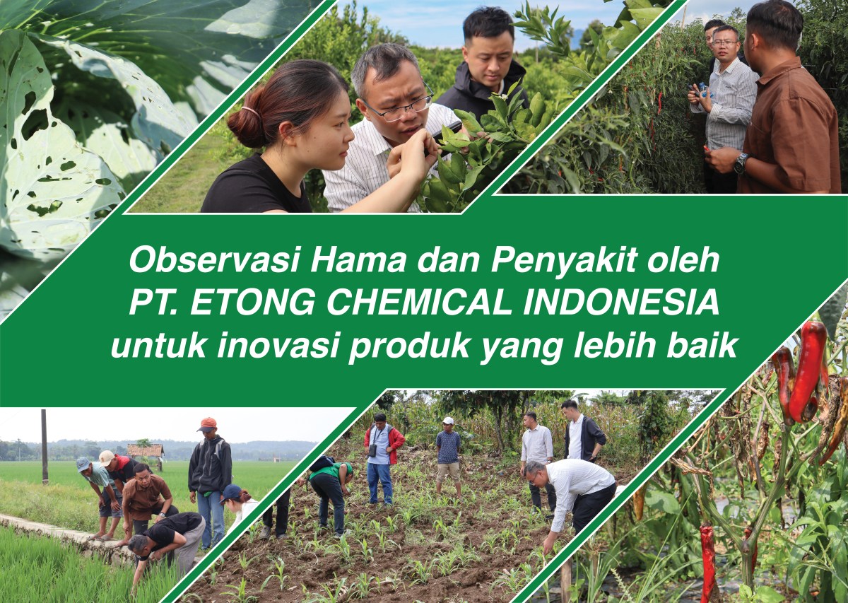 Mengintip Kebutuhan Petani Indonesia: Observasi Hama dan Penyakit oleh PT. Etong Chemical Indonesia untuk inovasi produk yang lebih baik