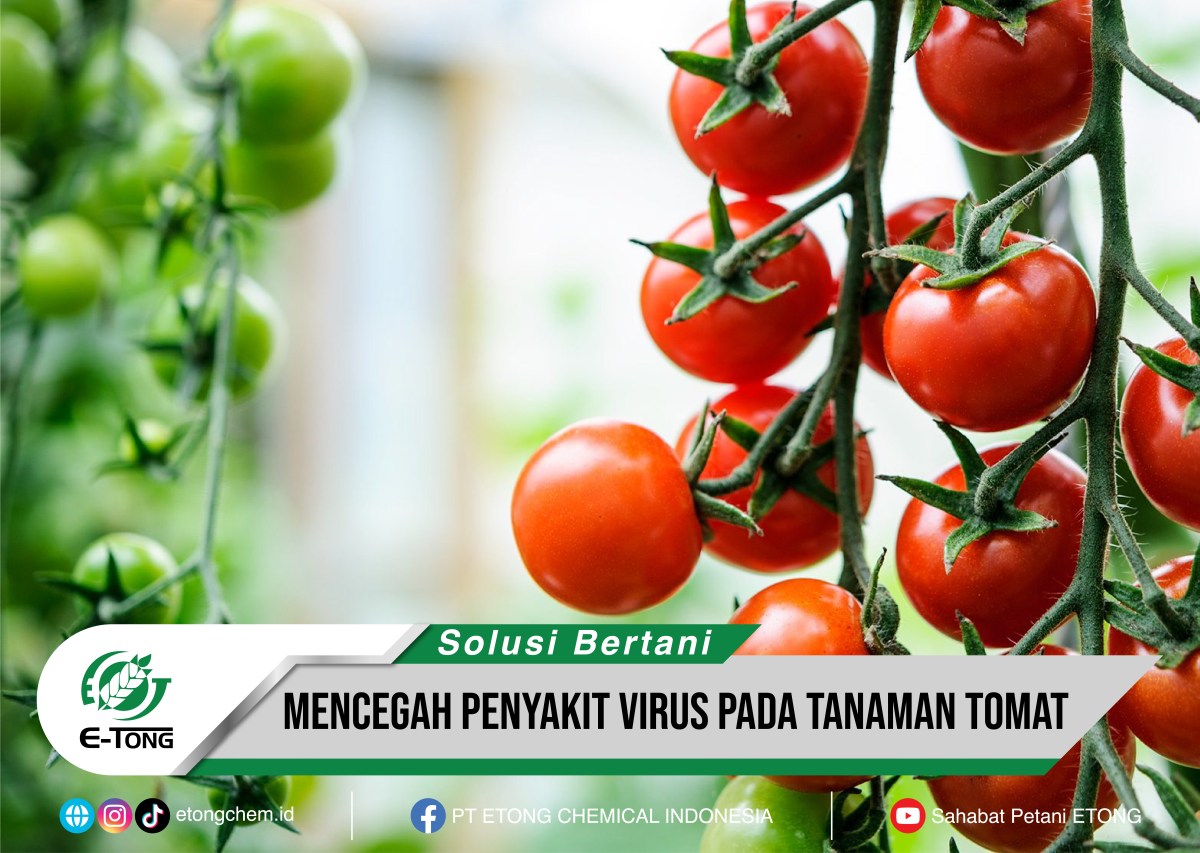 Mencegah Penyakit Virus pada Tanaman Tomat