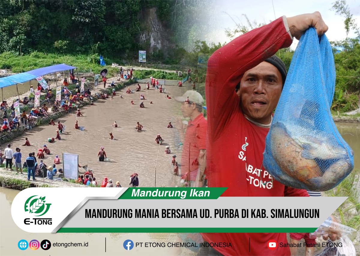 Mandurung Mania Bareng UD. Purba Sukses Besar di Kecamatan Purba, Simalungun